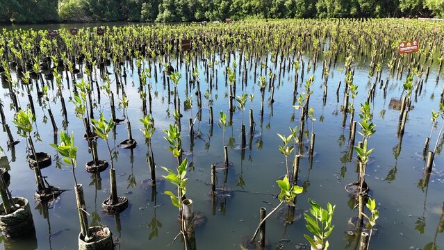 A high-angle view captures a thriving mangrove plantation where countless young saplings stand submerged in reflective coastal waters, each marked by small information plaques in a vital conservation