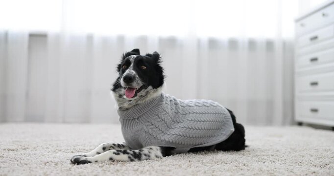 Pet's clothes. Cute Border Collie dog wearing grey sweater indoors