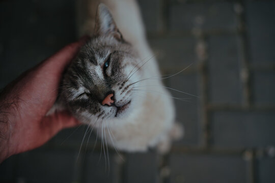 Human hand petting a cute gray cat with eyes closed in contentment