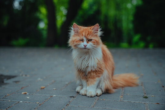 Adorable long-haired ginger cat winking on a paved walkway