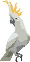 PrintSulphur-crested cockatoo vector illustration on white background for wildlife design projects and exotic bird nature lovers © Ruma