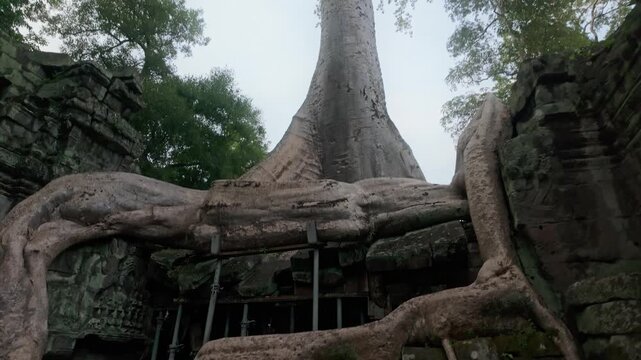 Massive tree roots engulf ancient stone structures at Ta Prohm temple in Siem Reap, Cambodia. This iconic jungle temple is known for its atmospheric blend of nature and architecture.