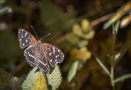 Chlosyne Lacinia Bordered Patch Butterfly
