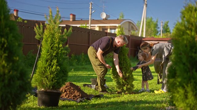 Happy family, including a grandfather, mother, and little daughter, planting a thuja tree in their backyard on a sunny day, working together to improve their garden and create memories