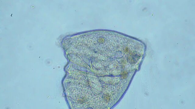 Protozoa microorganism cell movement under light microscope representing aquatic protozoology study and live evolutionary biology research in 4K Ultra HD footage