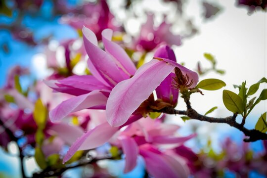  Magnolia Liliiflora Blooms Against Blue Sky