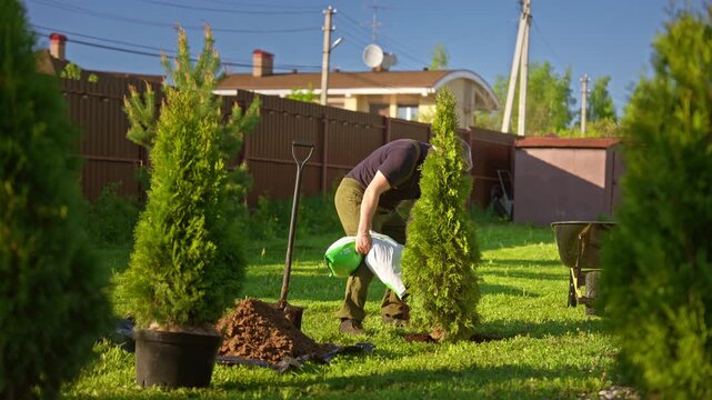 Dedicated male landscaper in overalls pouring fertilizer from a bag into the soil around a young arborvitae sapling and then watering it with a watering can in a sunny suburban backyard