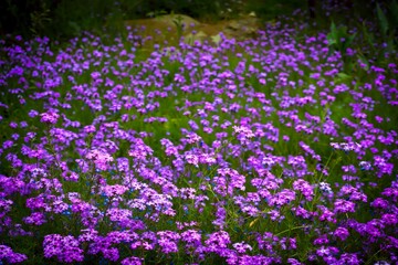 Obraz premium Phlox Wildflower Meadow in Bloom