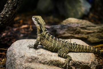 Fototapeta premium Eastern Water Dragon on Rock