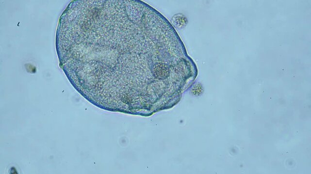 Protozoa microorganism cell movement under light microscope representing aquatic protozoology study and live evolutionary biology research in 4K Ultra HD footage