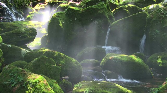 元滝伏流水の苔と流れ