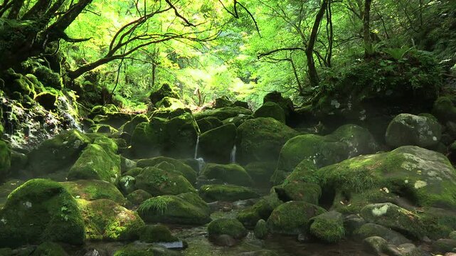 元滝伏流水の苔と流れ