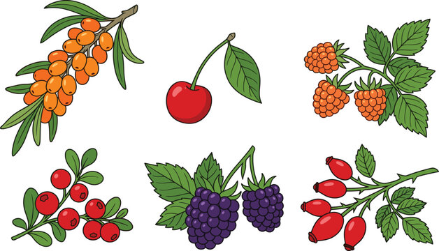 Vector illustration set of hand drawn wild berries including sea buckthorn cherry raspberry cranberry blackberry and rosehip isolated on white background