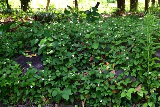Fish mint (Houttuynia cordata) flowers. The flowers bloom at the end of the stem, surrounded by four white bracts. Used for medicinal purposes and as a tea.