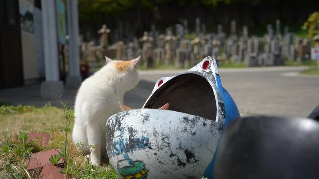 前浦港のブイの中にすっぽり収まる子猫と、寄り添う母猫 （岡山県笠岡市六島, 2026年4月）