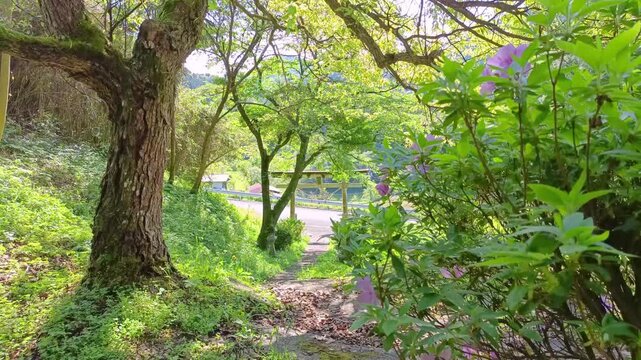 Green Forest Path Overlooking a Torii Gate with Birdsong in Japan