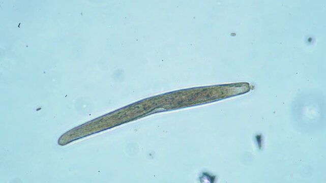 Protozoa microorganism cell movement under light microscope representing aquatic protozoology study and live evolutionary biology research in 4K Ultra HD footage
