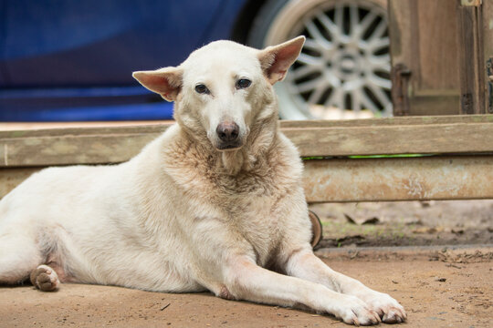 White dog lying on the ground, Thailand, South East Asia.