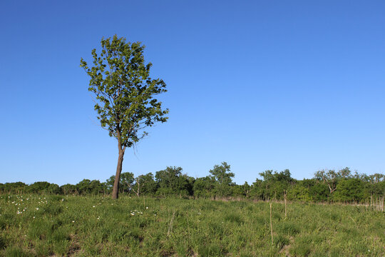 Single northern red oak tree in a field at the Linne Woods restored tallgrass prairie in Morton Grove, Illinois