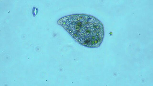 Protozoa microorganism cell movement under light microscope representing aquatic protozoology study and live evolutionary biology research in 4K Ultra HD footage

