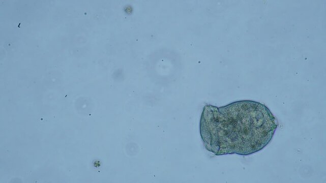 Protozoa microorganism cell movement under light microscope representing aquatic protozoology study and live evolutionary biology research in 4K Ultra HD footage
