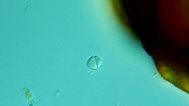 Protozoa microorganism cell movement under light microscope representing aquatic protozoology study and live evolutionary biology research in 4K Ultra HD footage
