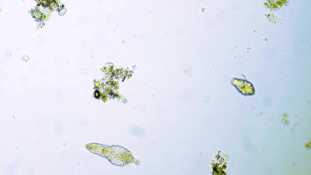 Micro organisms evolution under microscope visualization representing global biogeochemical cycles and extremophile bacteria adaptation science research in 4K Ultra HD footage

