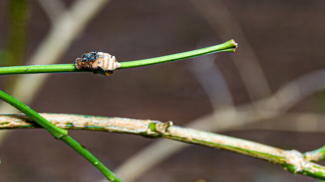 zombi fly
