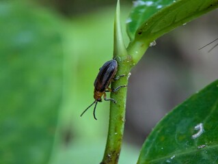 Naklejka premium Detailed macro photograph of a leaf beetle on a green plant stem with soft bokeh background, showcasing insect behavior, biodiversity, entomology, and natural ecosystem concepts.
