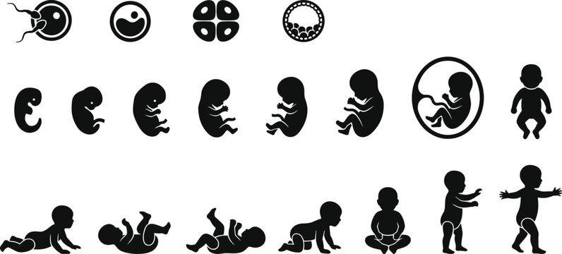 Human life cycle stages silhouette icons from fertilization to childhood.