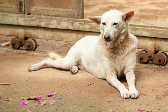 White dog lying on the ground, Thailand, South East Asia.
