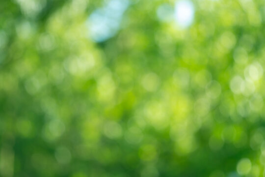 sunny green natural blurred bokeh lights, abstract background banner with sun glare, green foliage flutter in wind, summertime season, good weather, natural placement presentation
