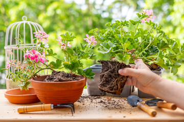 Fototapeta premium Transplanting decorative pink pelargonium, geraniums from plastic trays to clay pot, Female hands potting houseplants, domestic horticulture hobby and botanical leisure, gardener working with plants