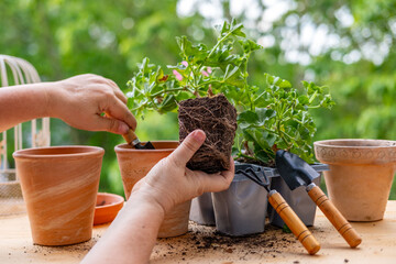 Fototapeta premium Transplanting decorative pink pelargonium, geraniums from plastic trays to clay pot, Female hands potting houseplants, domestic horticulture hobby and botanical leisure, gardener working with plants