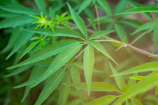Closeup Vitex agnus castus leaf outdoors, healing herb, narrow green leaflets, herbal plant, like cannabis, medicinal use, botany, traditional remedy, eco friendly plant, organic phytomedicine