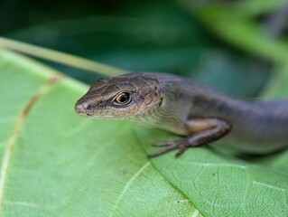 Fototapeta premium Detailed macro photograph of a brown skink lizard resting on a green leaf with soft bokeh background, highlighting reptile wildlife, biodiversity, and natural ecosystem concepts.