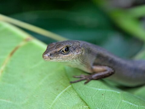 Detailed macro photograph of a brown skink lizard resting on a green leaf with soft bokeh background, highlighting reptile wildlife, biodiversity, and natural ecosystem concepts.