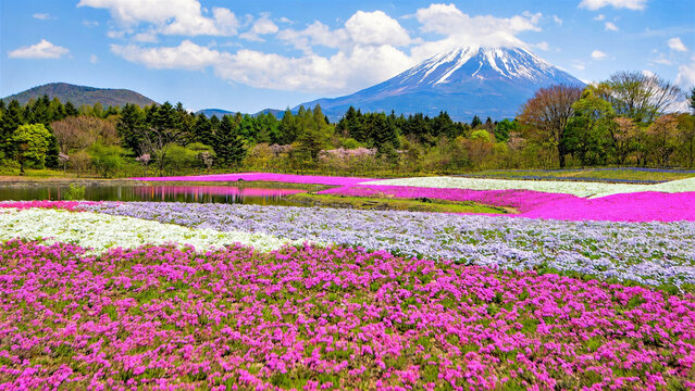 富士山と芝桜の春絶景、日本の風景、富士芝桜まつり

