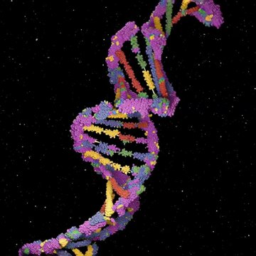 A long DNA strand cut along nucleic acid pairs into short exons