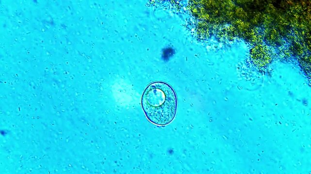 Ciliate micro organism swimming under light microscope representing aquatic protozoa ciliary motility and cellular mechanics biology research in 4K Ultra HD footage
