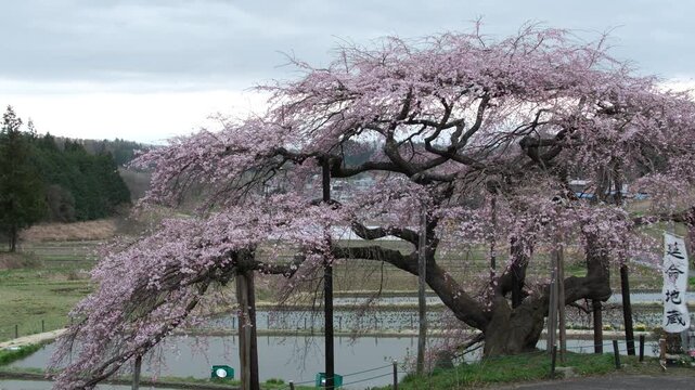 中島の地蔵桜と山並