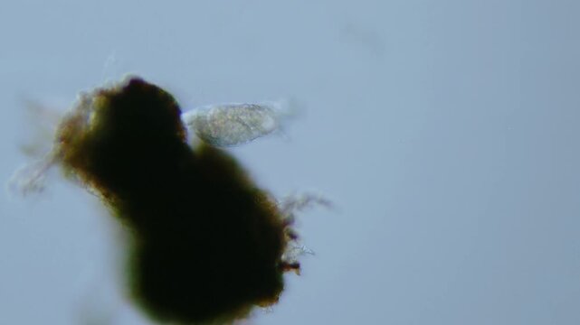 Rotifer microorganism swimming under light microscope representing aquatic zooplankton ecotoxicology and wheel animalcule corona feeding mechanism in 4K Ultra HD footage
