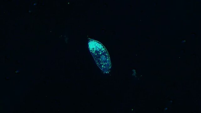 Ciliate micro organism swimming under light microscope representing cellular taxes response and aquatic predator prey microbial dynamics in 4K Ultra HD footage
