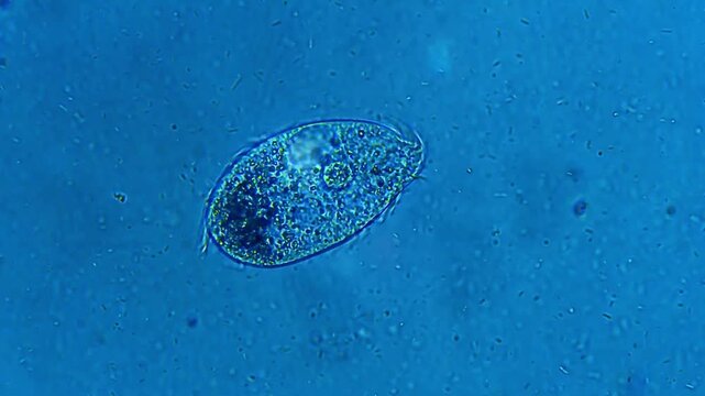 Ciliate micro organism structure under light microscope representing cellular endosymbiosis and cytoskeletal morphology development research in 4K Ultra HD footage
