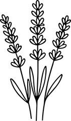 Hand-drawn lavender sprigs illustration, minimalist line art botanical drawing © Wahid