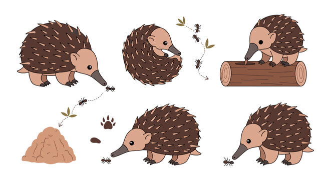 Set of cute echidna illustrations with various poses, activities, ant hill, and log, woodland wildlife vector icons for kids design projects