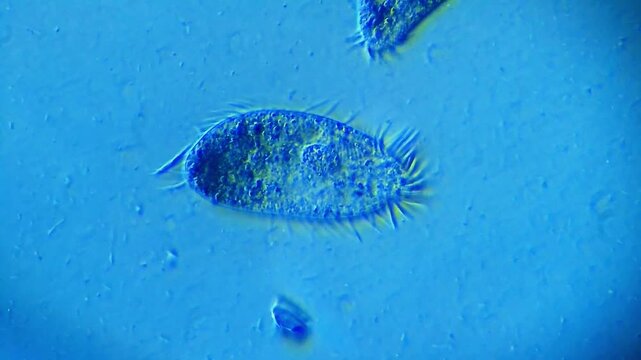 Ciliate micro organism motility under light microscope representing aquatic protist bio indicator and freshwater limnology research survey in 4K Ultra HD footage
