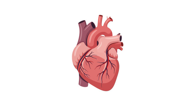 Human Heart Anatomy.