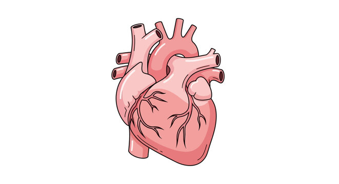 Human Heart Anatomy.