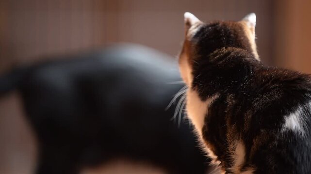 のんびりひなたぼっこしていたいキジ猫と、遊びたくて仕方がない黒猫